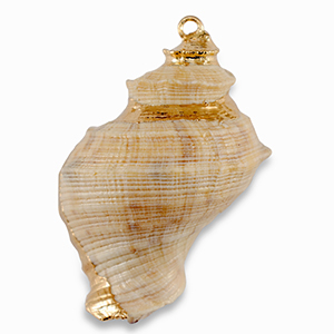 Colgantes concha especial Beige-dorado